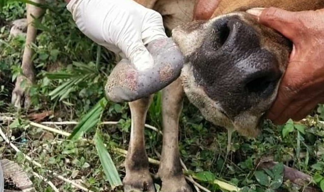 Indonesia Imports 3 Million Doses of Mouth and Nail Disease Vaccine from Four Countries